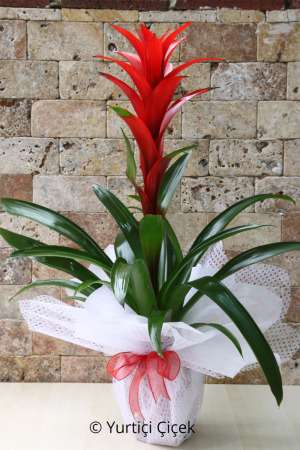 Guzmania Plant