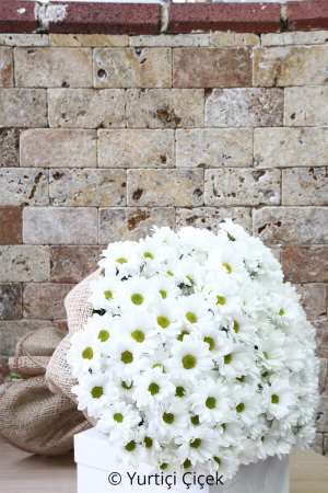 Monrovia White Daisies