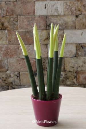Sansevieria Series Yellow Plant