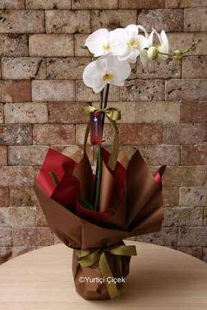 Single Branch Orchid Series 1