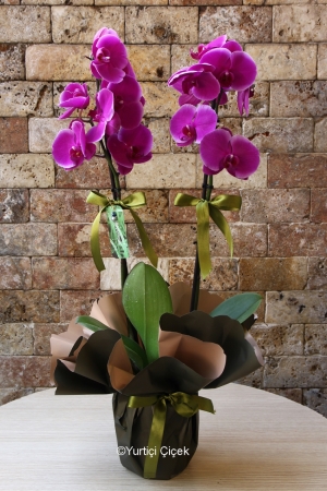 Double Branched Purple Orchid
