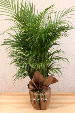 Areca Plant 1