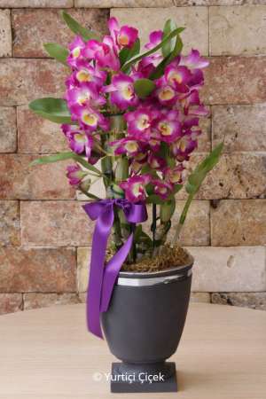 Dendrobium Fragrant Orchid 3