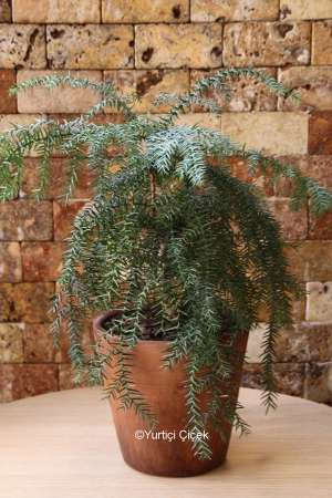 Araucaria Çam Bonsai Tree