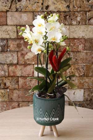 Bugetto Orchid Series 2