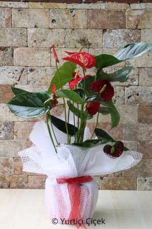 Anthurium Series 1