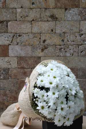 Venus White Daisy