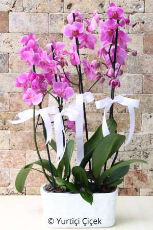 4 Branch Purple Orchid