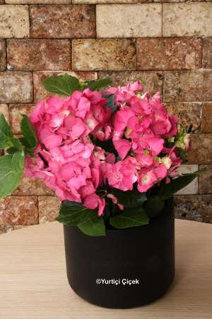 Hydrangea Plant 1