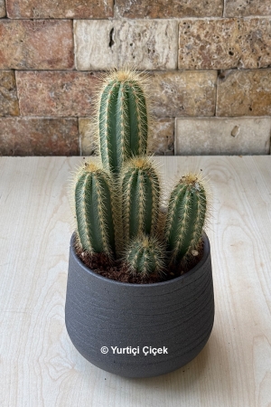 Cactus Series 2