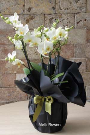White Bugetto Orchid