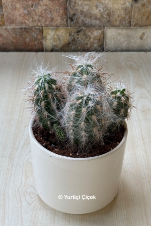 Cactus Series 1