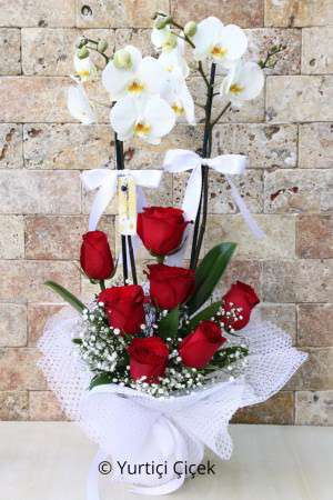 White Orchid Series 2