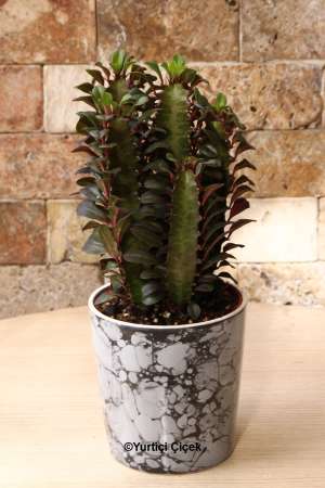 Euphorbia Rubra Cactus 1