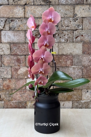 Formidablo Orchid Series 1