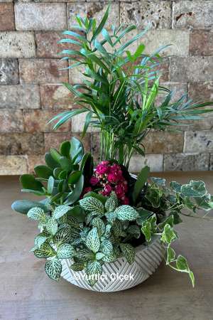 Plant Arrangement Series 3