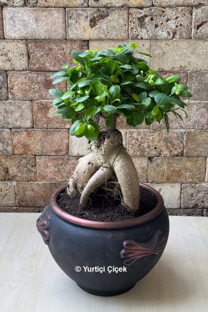 Same day delivery of top quality bonsai varieties!