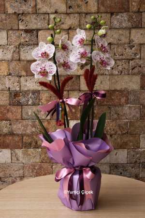 White and Pink Orchids