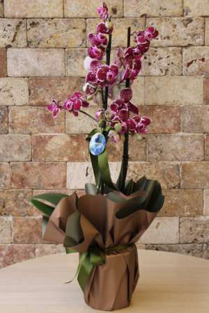 Dark Purple Dalmatian Orchid