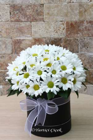Daisy in a Round Box