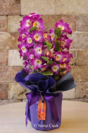 Dendrobium Orchid