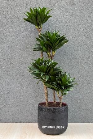 Dracena Compacta 1