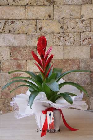 Viresia Series 1