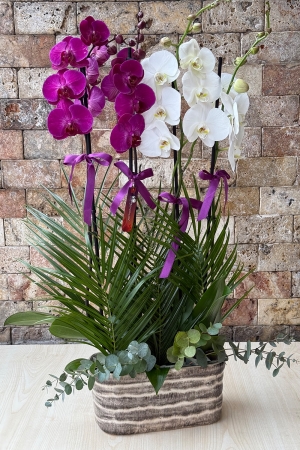 4 Branch White and Purple Orchid