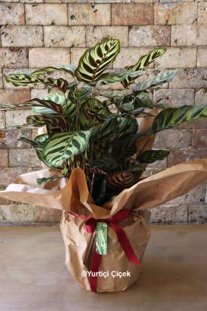 Calathea Series 5