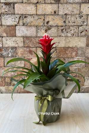 Guzmania Hope Plant