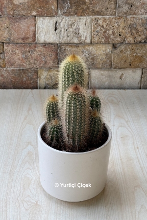Cactus Series 3