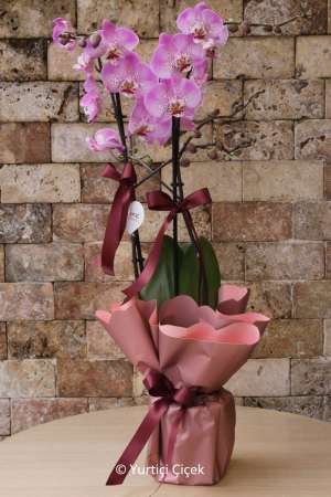 Spotted Pink Orchid