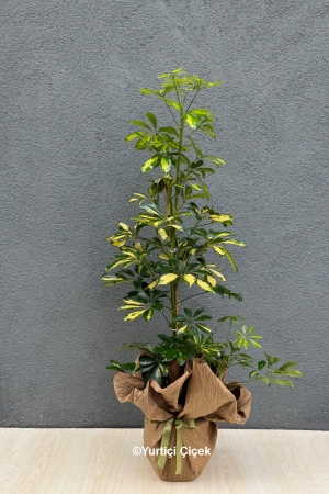 Double Schefflera