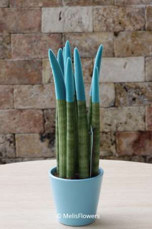 Sansevieria Series Turquoise Plant