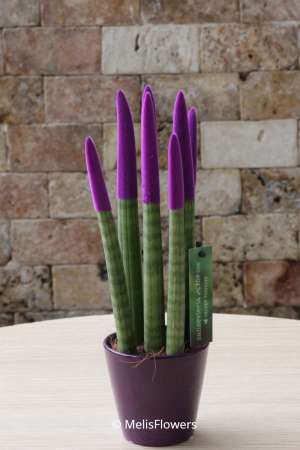 Sansevieria Series Purple Plant