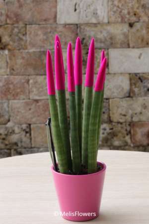 Sansevieria Series Fuchsia Plant