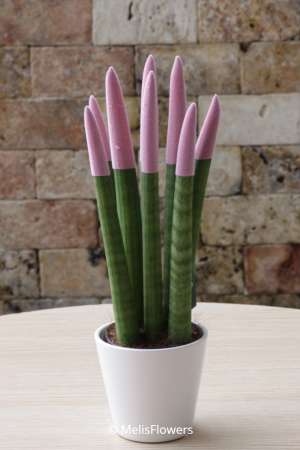 Sansevieria Series Lilac Plant