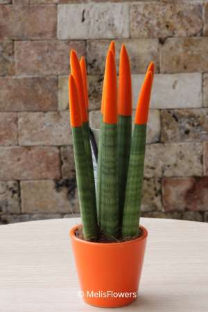 Sansevieria Series Orange Plant