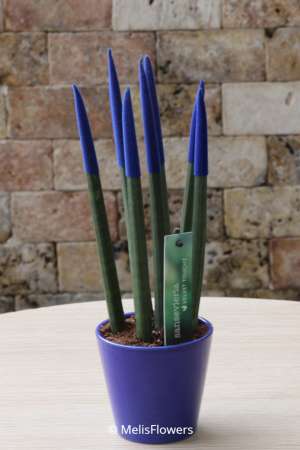 Sansevieria Series Navy Blue Plant