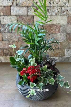 Special Terrarium Series 1