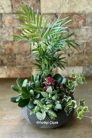 Special Terrarium Series 2