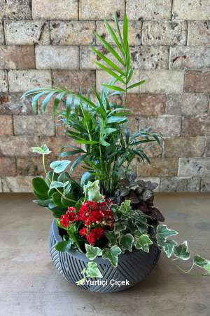 Special Terrarium Series 3
