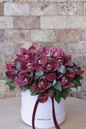 Cymbidium Series 2