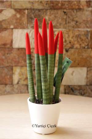 Sansevieria Series Red Plant