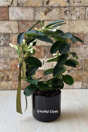 Jasmine flower
