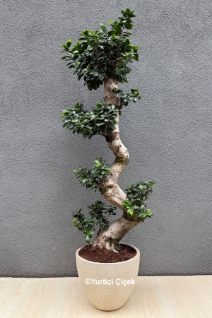 Bonsai Series 9