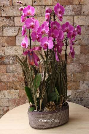 4 Branched Boutique Purple Orchid