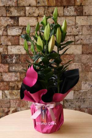 Pink Lilies in Pots