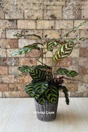 Calathea Series 7