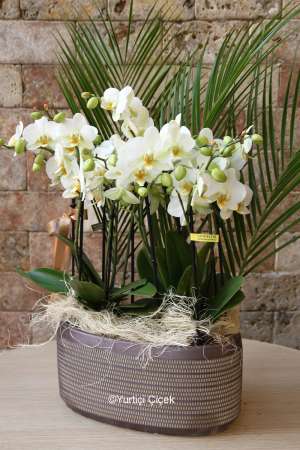 Bugetto Orchid Series 4